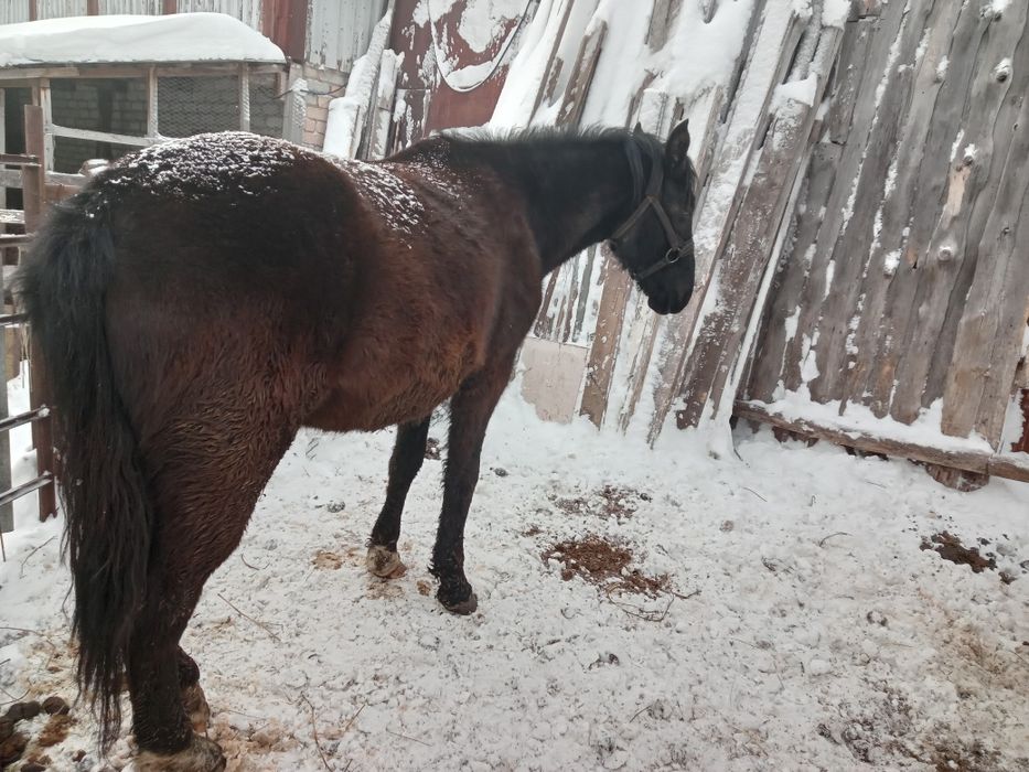 Сельхоз животные лошади