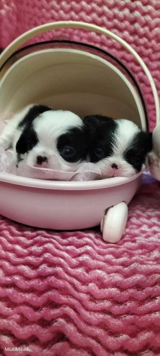 Девочки японского хина.