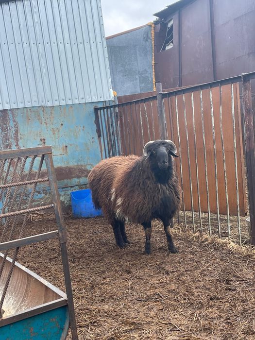 Продам кошкара на племя