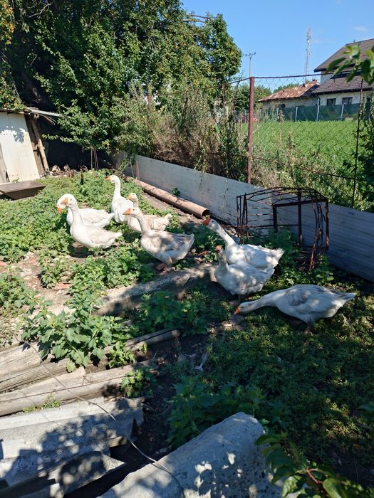 Vând două gâște și un gâscan de anul trecut!