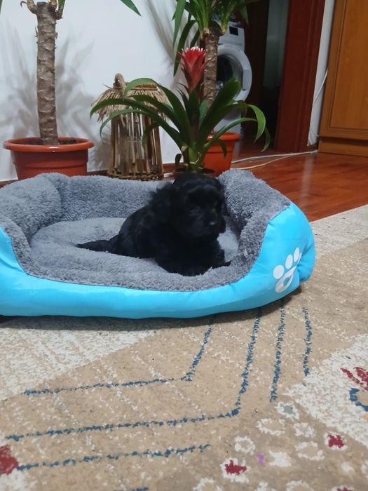 Fetita pudel caniche