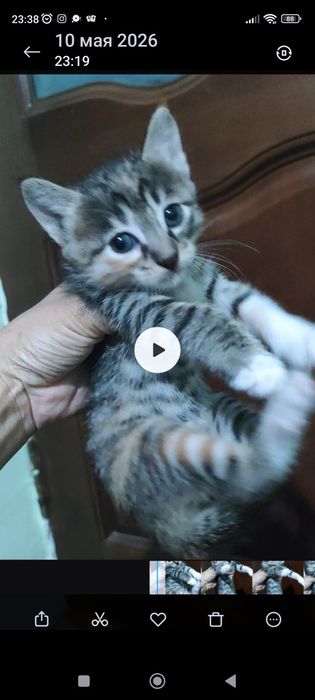 Котята в добрые руки