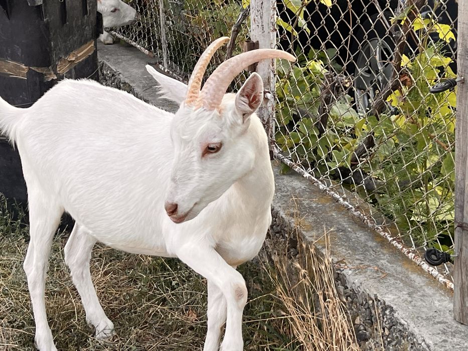 VAND URGENT capre mature si tineret