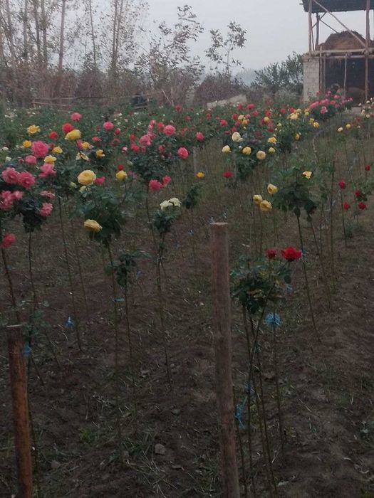 Штамплар гулари сотилади