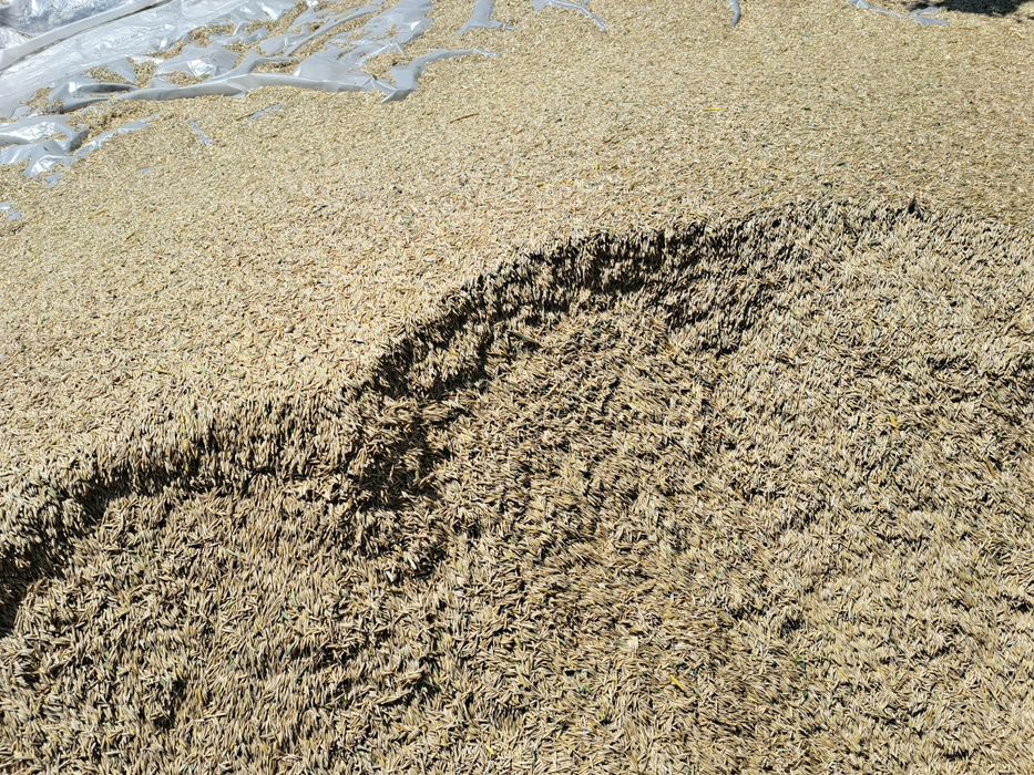 Ovaz de vanzare 2025