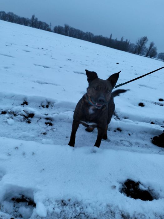 Ищет дом породистый пёс!