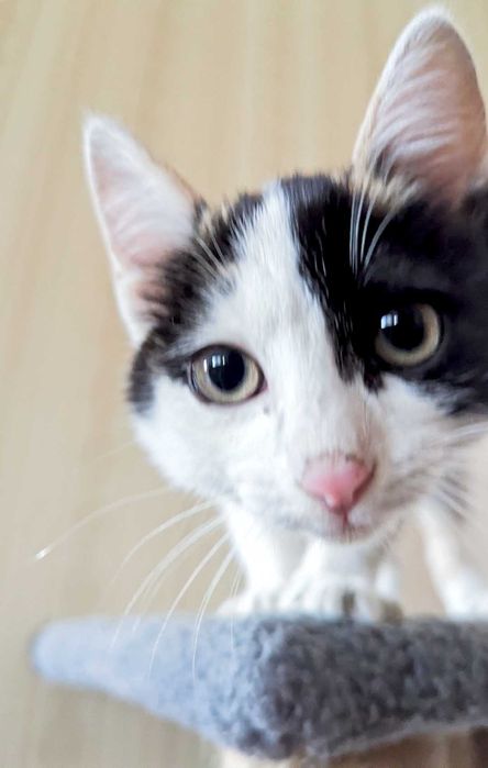 Отдам кошечку в добрые руки