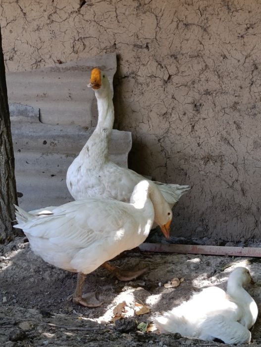 Гусь Гуси Қаздар