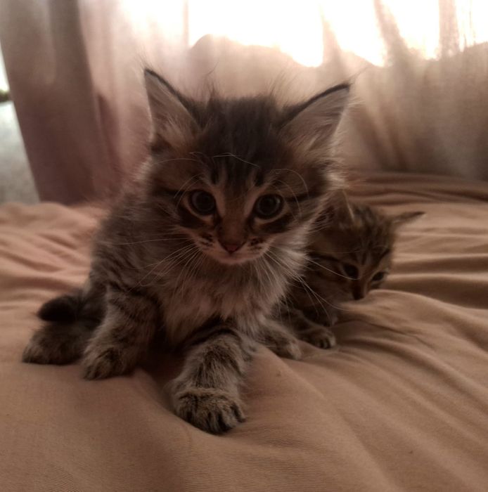 Котята в хорошие руки