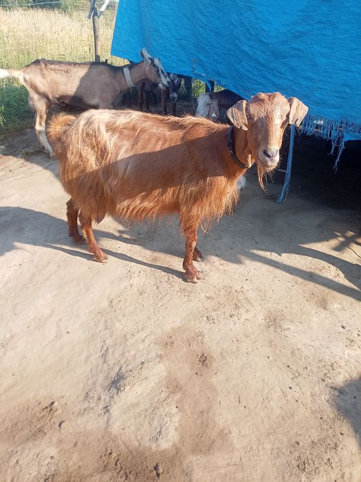 De vânzare o capra și o iada