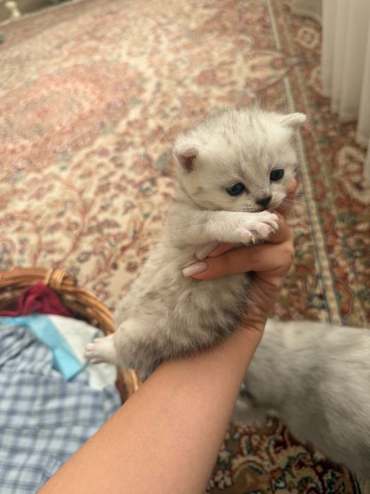 котята родились 18 сентября