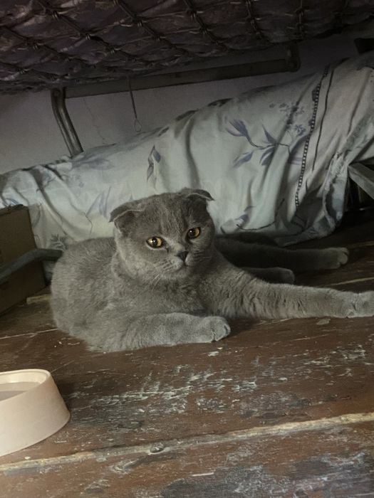 Скоттиш фолд/ Scottish fold
