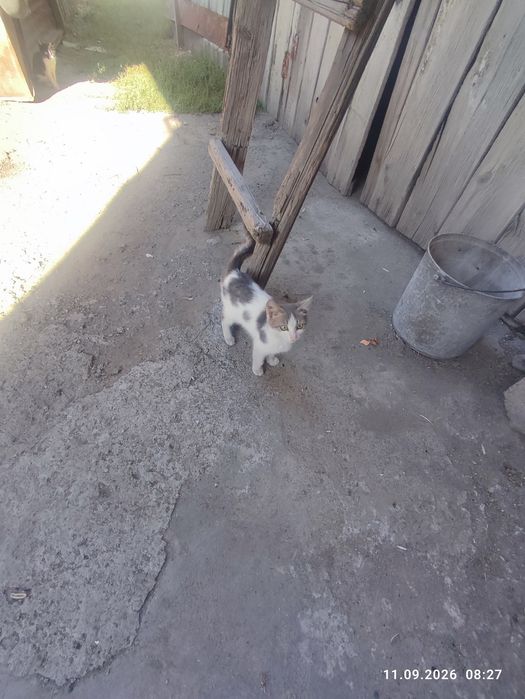 Отдам котят в хорошие руки