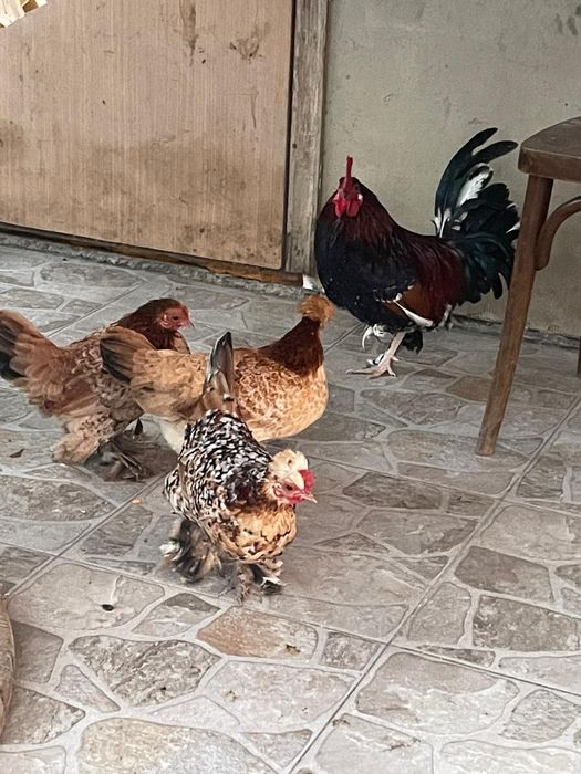 Vând familie de găinușă pitice din rasa mii de flori