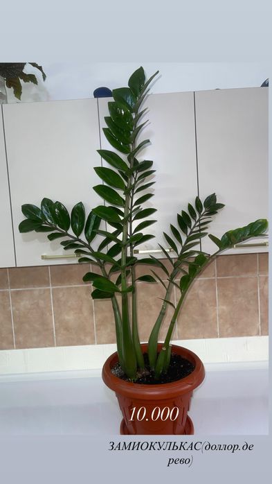 комнатные растения