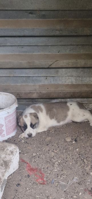 Продается сын Сармата внук Степана