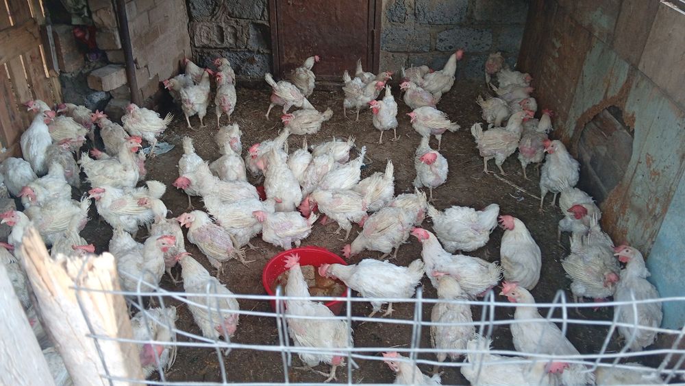 Продам мясо кур тушками