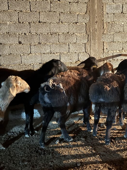 Қойлар сатылады ұрғашы