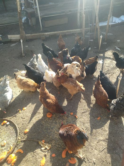 Damashniy tovuq tuxumlari sotiladi