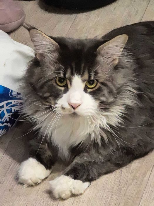 Кот Мэйнкун. 2 года. Красивый