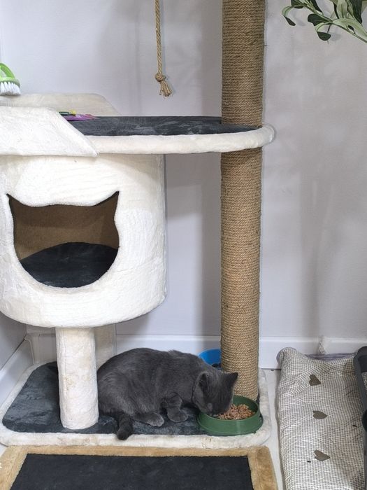 Британский кот отдам в добрые руки