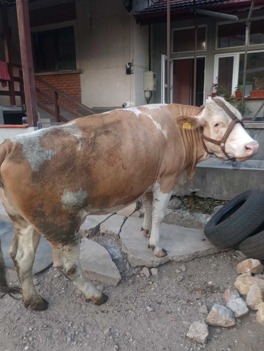 Vând vacă Bălțată Românească, gestantă, 5 ani – talie foarte mare, fără coarne, foarte bună de lapte