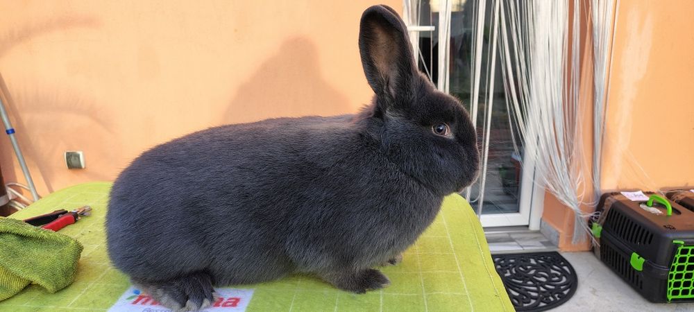 Vienez Albastru  iepure