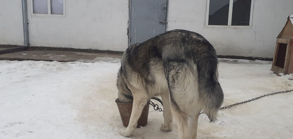 Обмен жасалмайды..