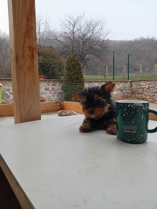 Продавам йоркширски териер