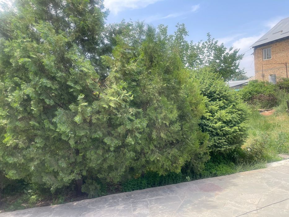 Елки живые для ландшафта