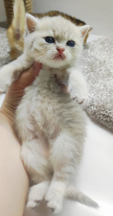 котики БриТанСкие