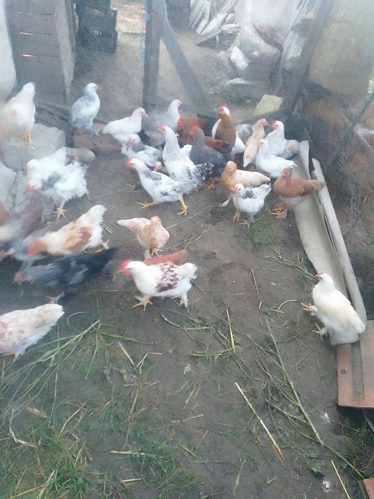 Pui de țară și cocos