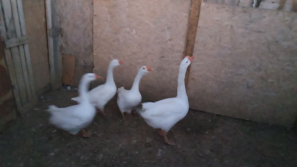 Қаз сатылады Сойып береміз.