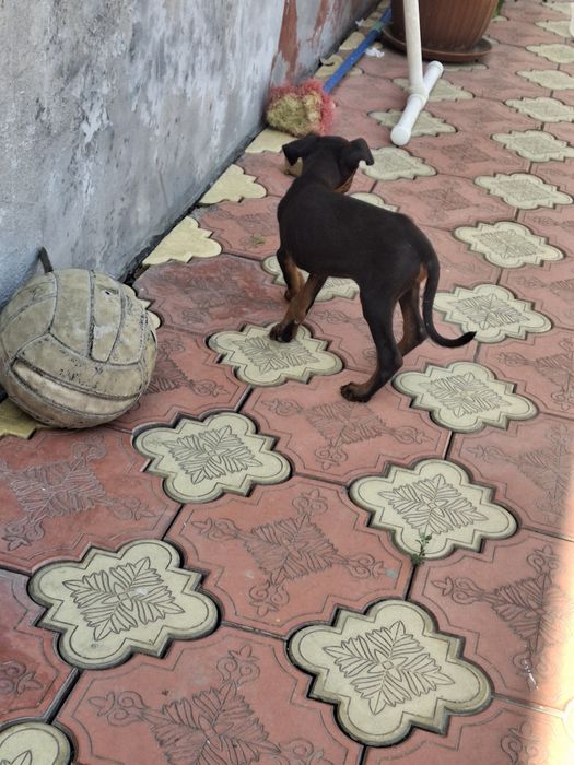 Sotiladi: 2 oylik Doberman kuchugi