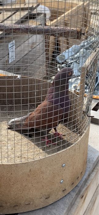 Голуби Широко хвостые