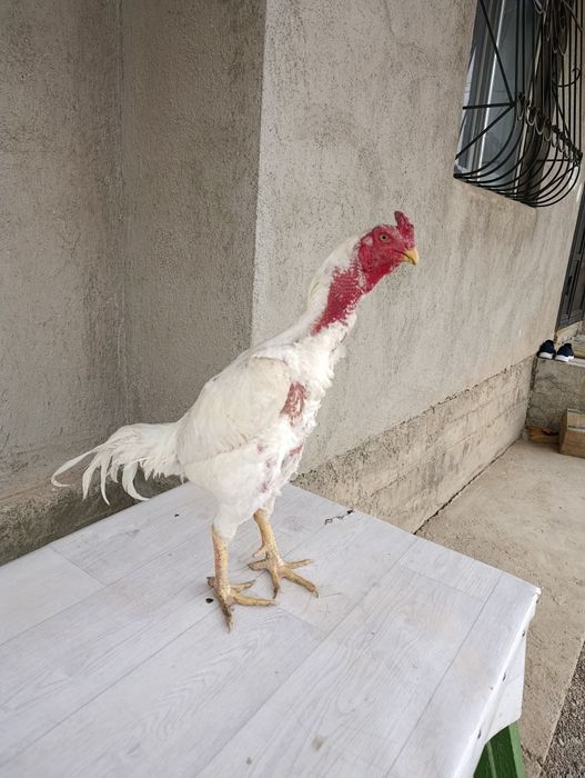 Продам китайца кровь отличный