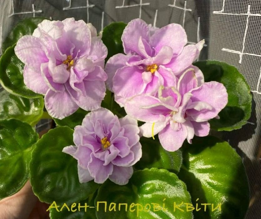 Фиалки, детки и листики