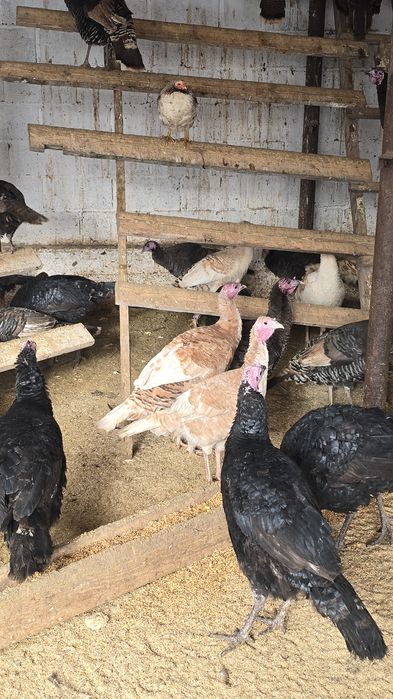 Индюк тер сатылады