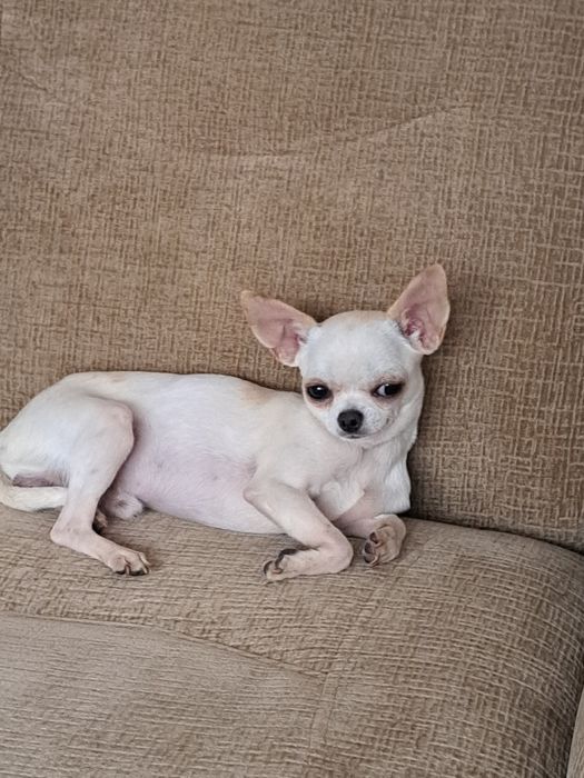 Вязка мини Чихуахуа