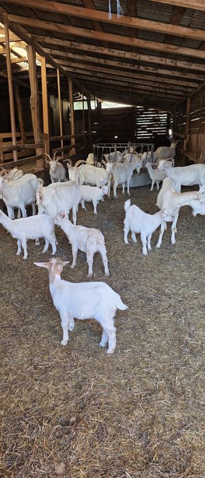 Capre saanen cu pedigree