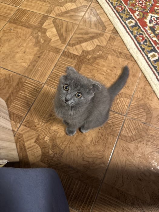 Шотландский вислоухий кот