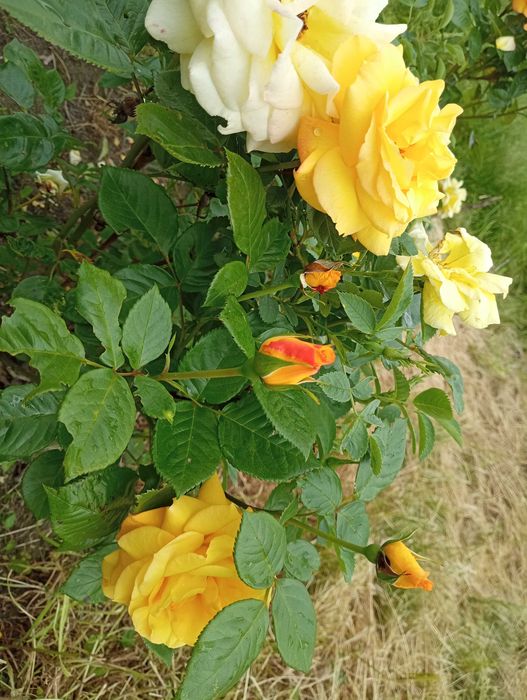 Trandafiri la ghiveci - gata pentru plantat