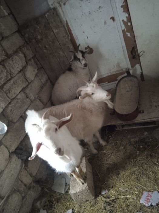 Ешкі коза теке де бар 7 бас