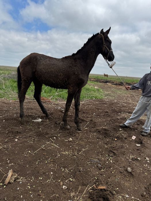 Ахалтеке тай еркек