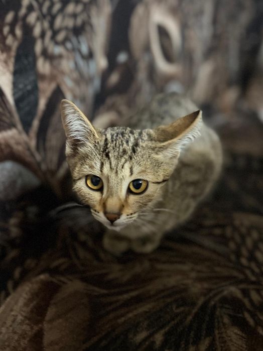 Отдам котёнка в хорошие руки