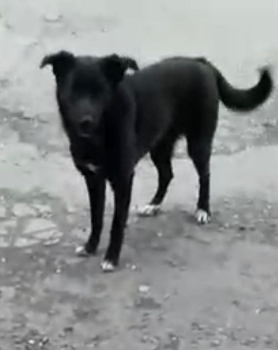 Розыск - Пропал пёс Блэк