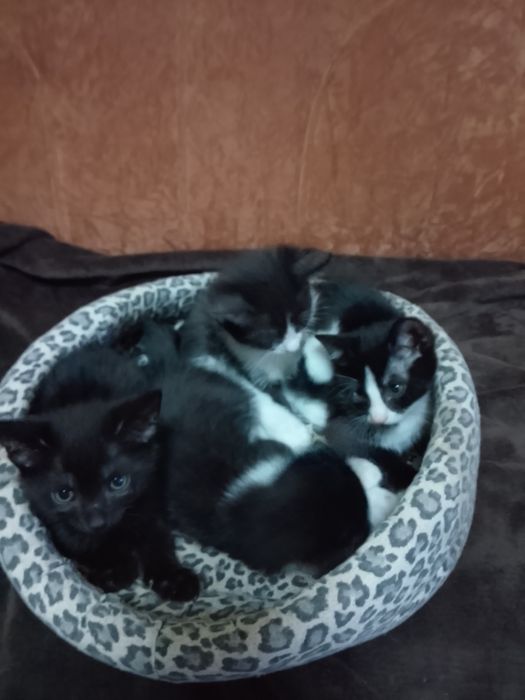 pisici alb cu negru și negru