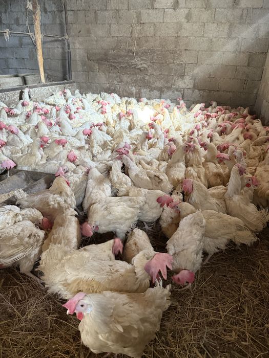 Куры несушки продам 1200