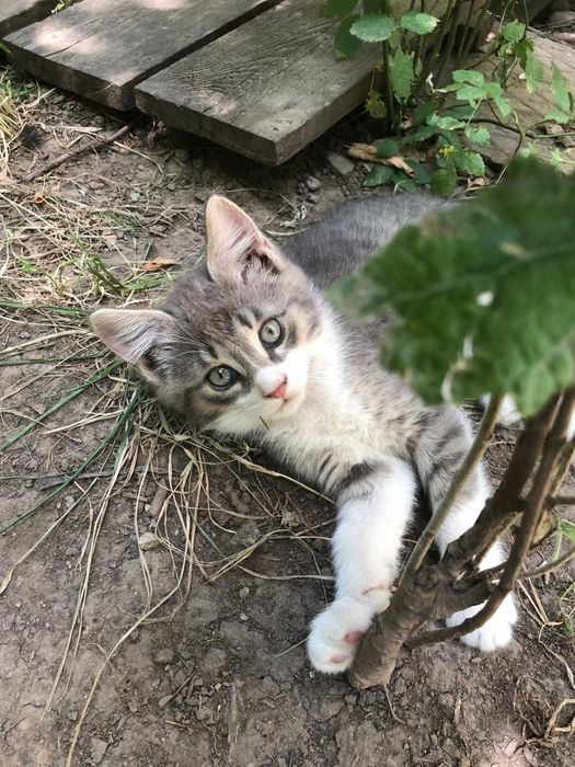 Отдам котенка бесплатно