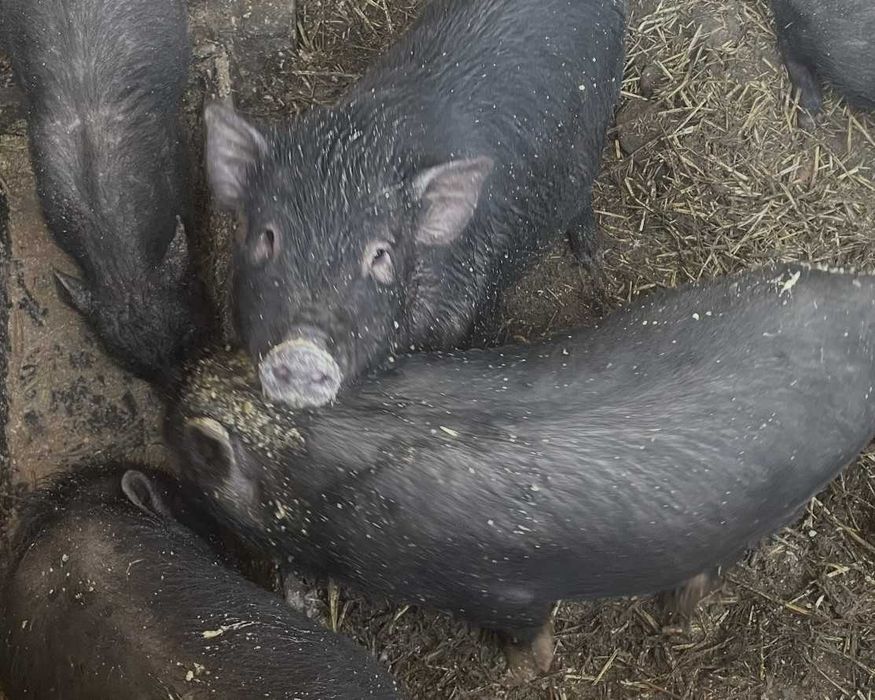 Виетнамски прасета